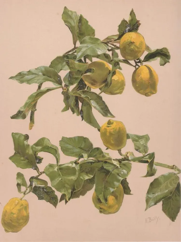 Aquarellimaalaus sitrushedelmäpuusta - Alice Bailly | Taidetuloste