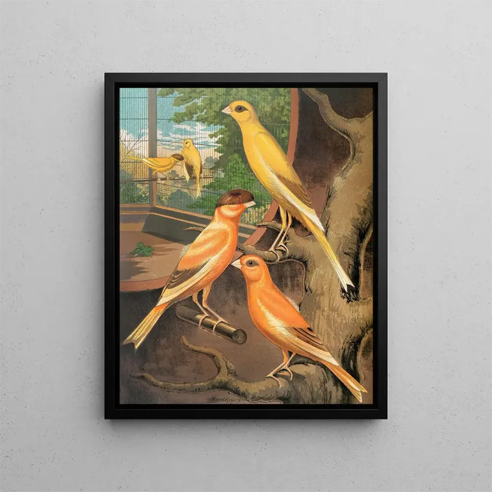 Canaris cannelle - Norwich-tyyppinen maalaus W. . Blakston | Taidetuloste