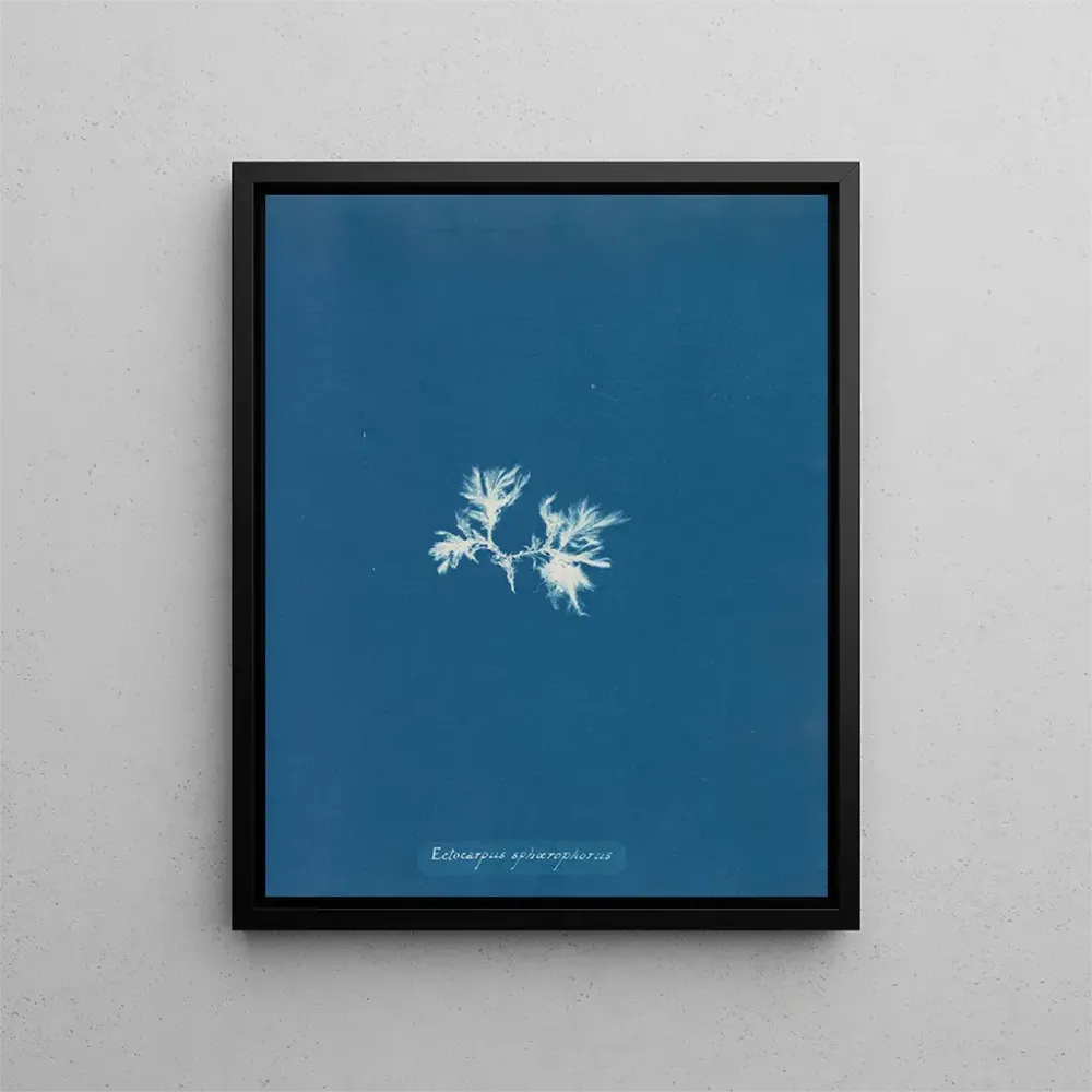 Ectocarpus sphaerophorus - Anna Atkins | Taidetuloste
