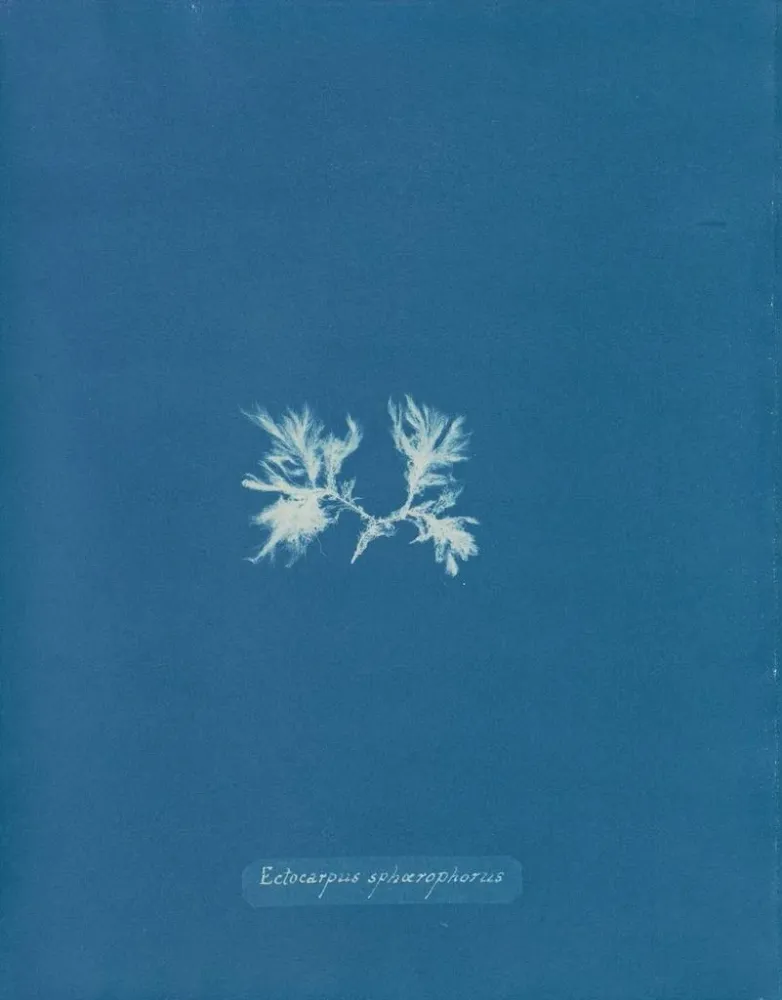 Ectocarpus sphaerophorus - Anna Atkins | Taidetuloste