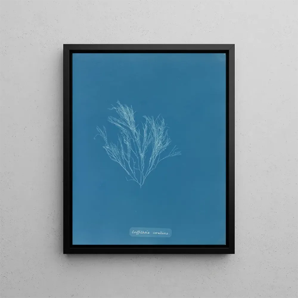 Griffithsia corallina - Anna Atkins | Taidetuloste