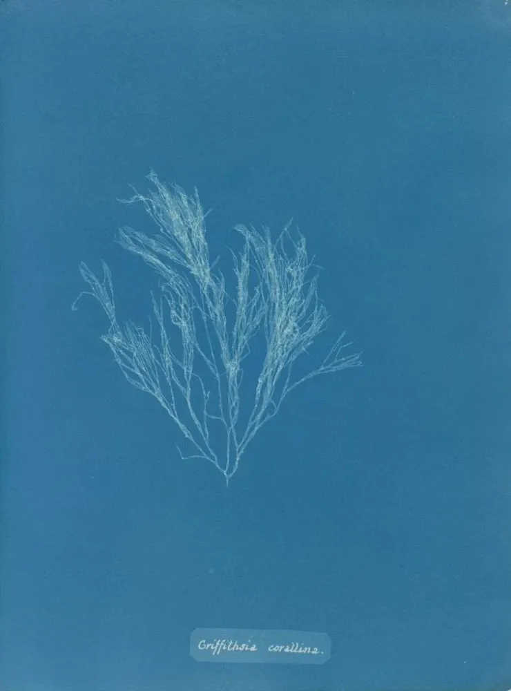 Griffithsia corallina - Anna Atkins | Taidetuloste