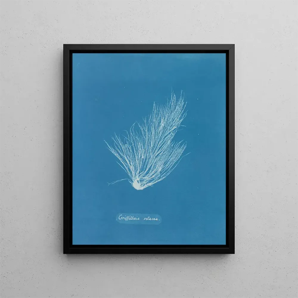 Griffithsia setacea - Anna Atkins | Taidetuloste