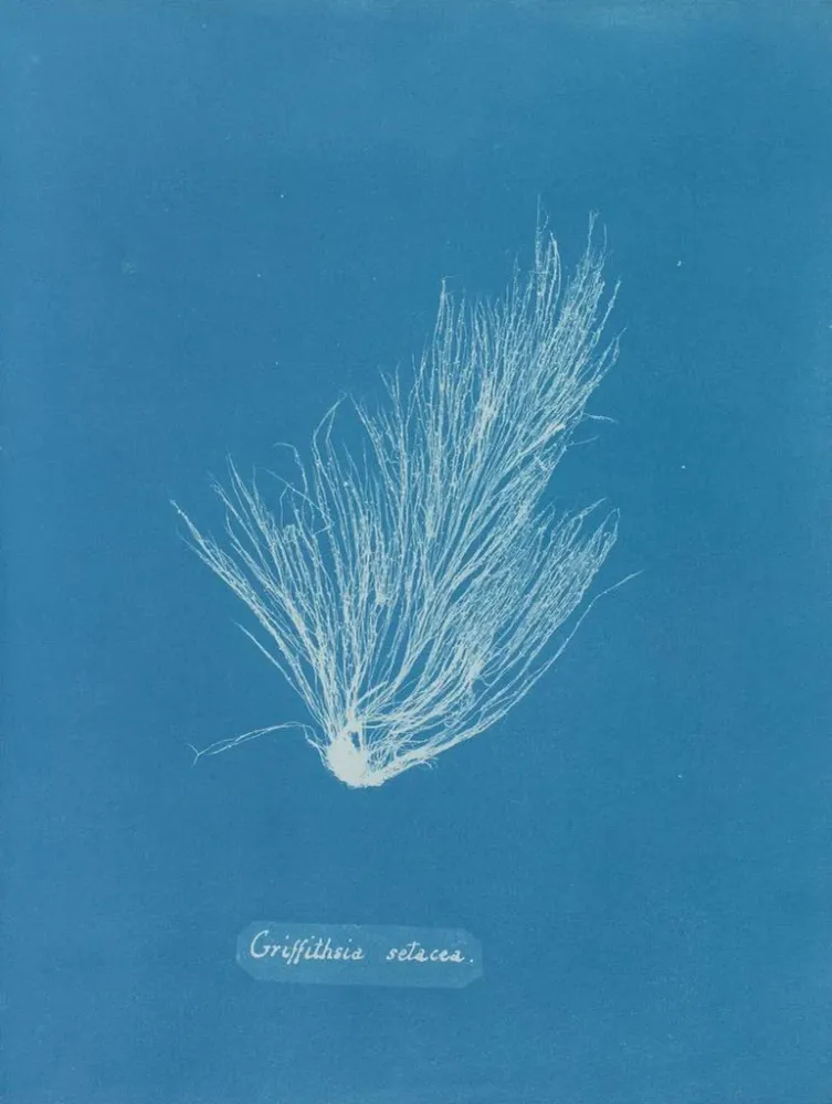 Griffithsia setacea - Anna Atkins | Taidetuloste