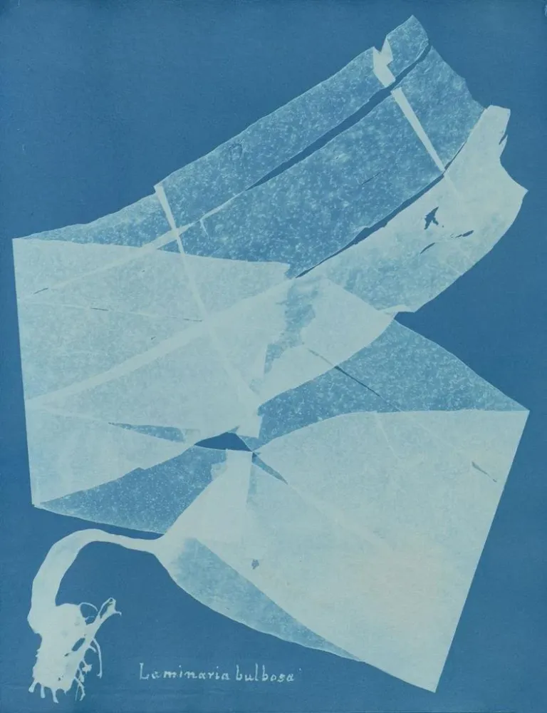 Laminaarinen bulbous maalaus - Anna Atkins | Taidetuloste