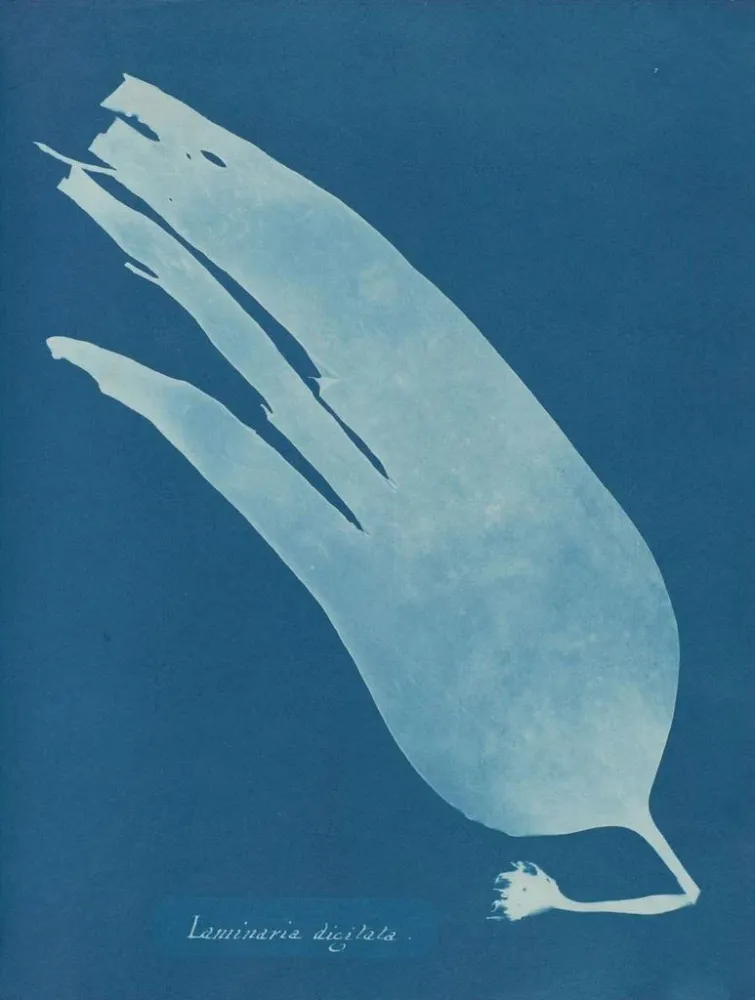 Laminaarinen taidetuloste - Anna Atkins | Taidetuloste