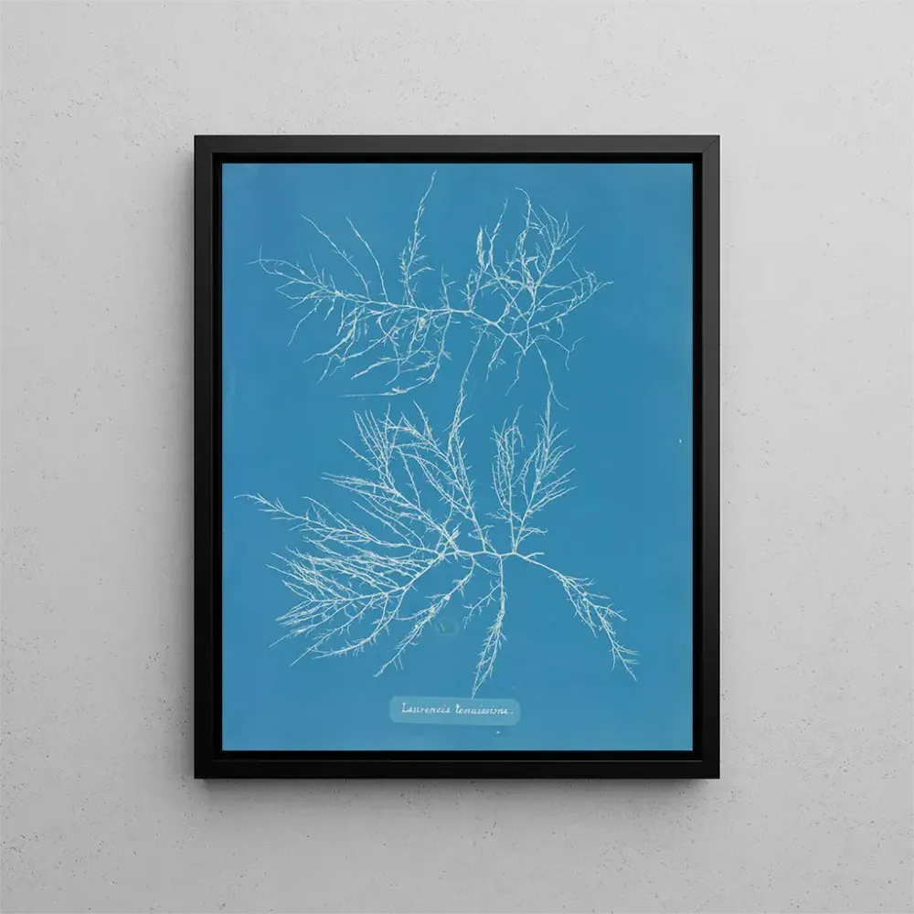 Laurence'n maalaus on erittä laiha - Anna Atkins | Taidetuloste
