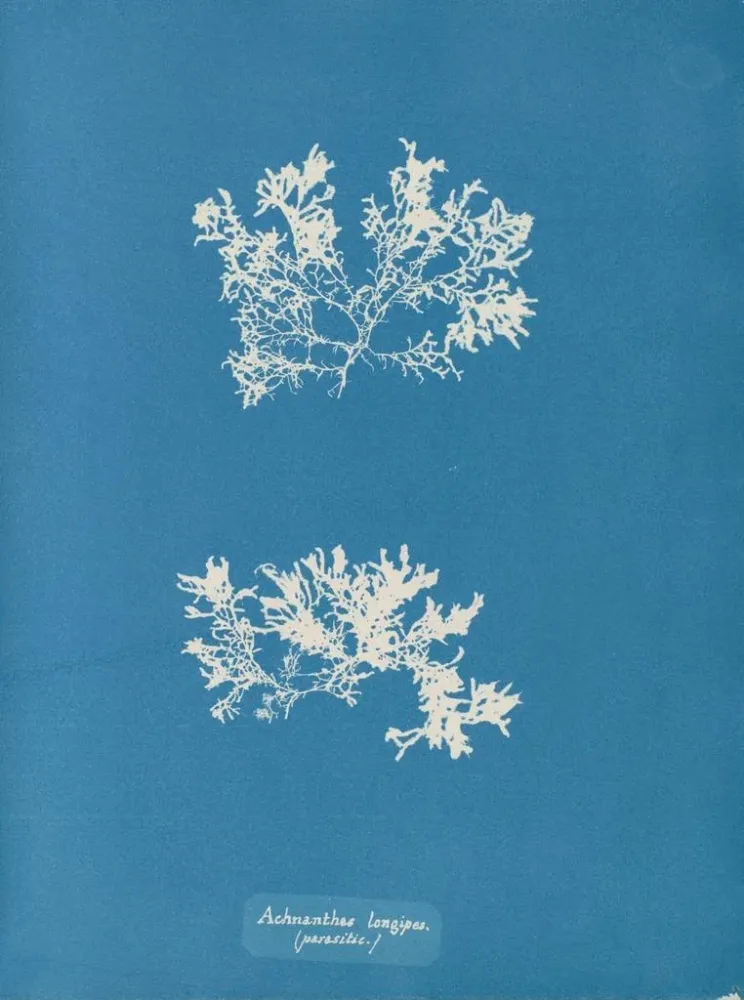 Maalaus Achnanthes longipes parasite - Anna Atkins | Taidetuloste