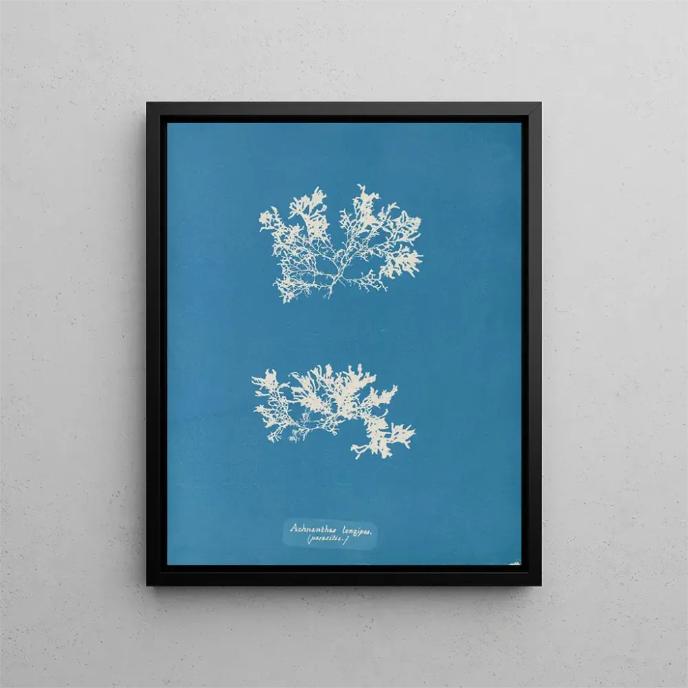 Maalaus Achnanthes longipes parasite - Anna Atkins | Taidetuloste
