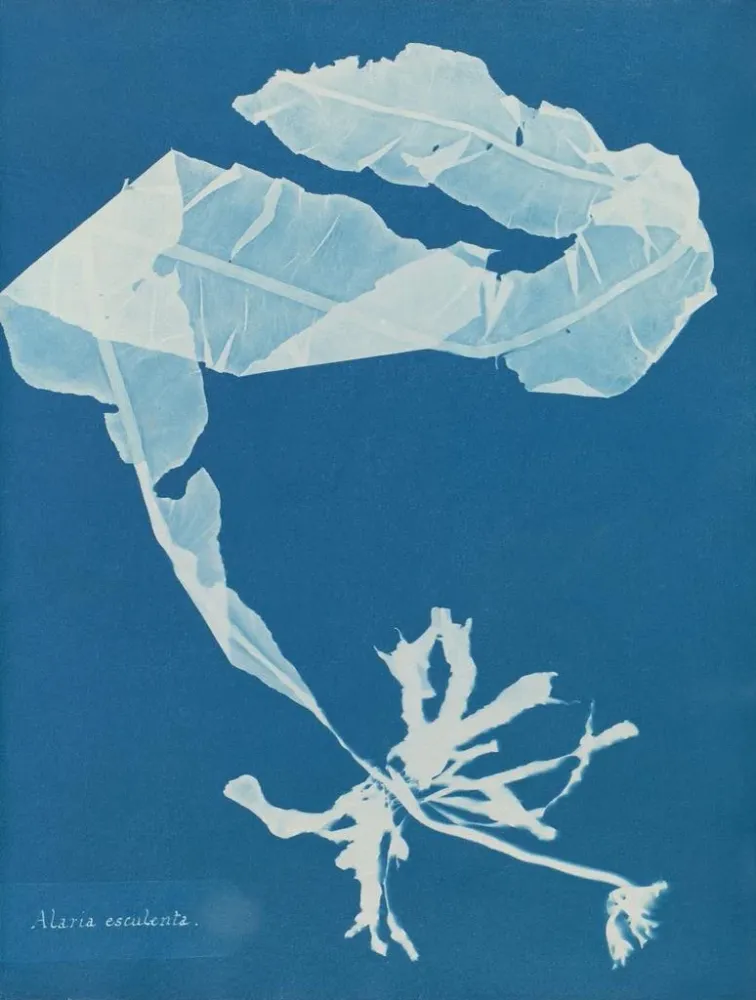 Maalaus Alaria esculenta - Anna Atkins | Taidetuloste