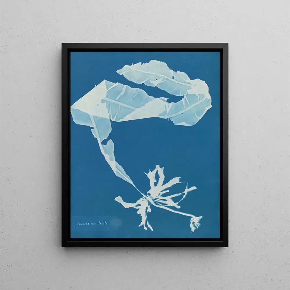 Maalaus Alaria esculenta - Anna Atkins | Taidetuloste