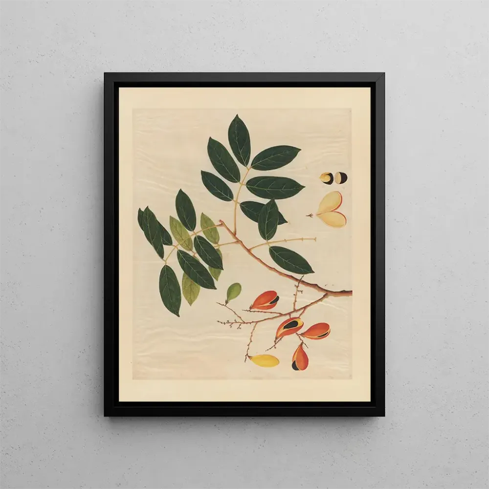 Maalaus Album d'aquarelles chinoises de fruits asiatiques Pl14 - Anonyymi | Taidetuloste