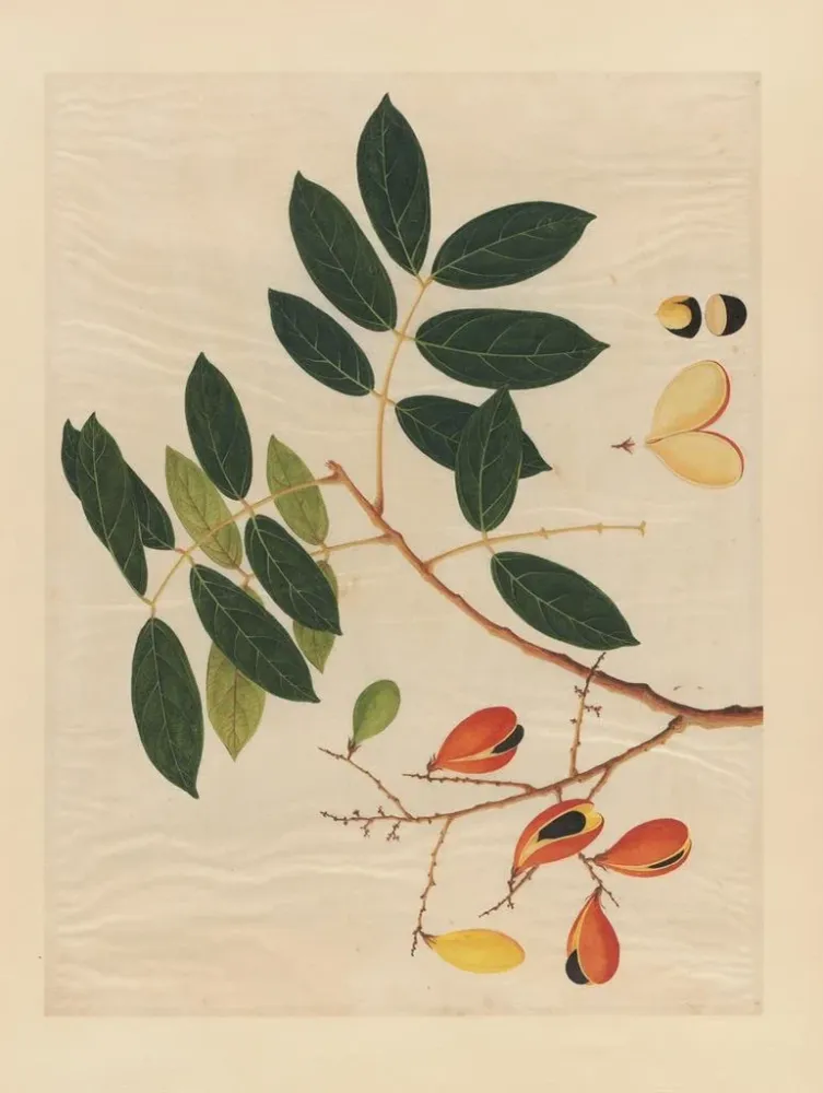 Maalaus Album d'aquarelles chinoises de fruits asiatiques Pl14 - Anonyymi | Taidetuloste