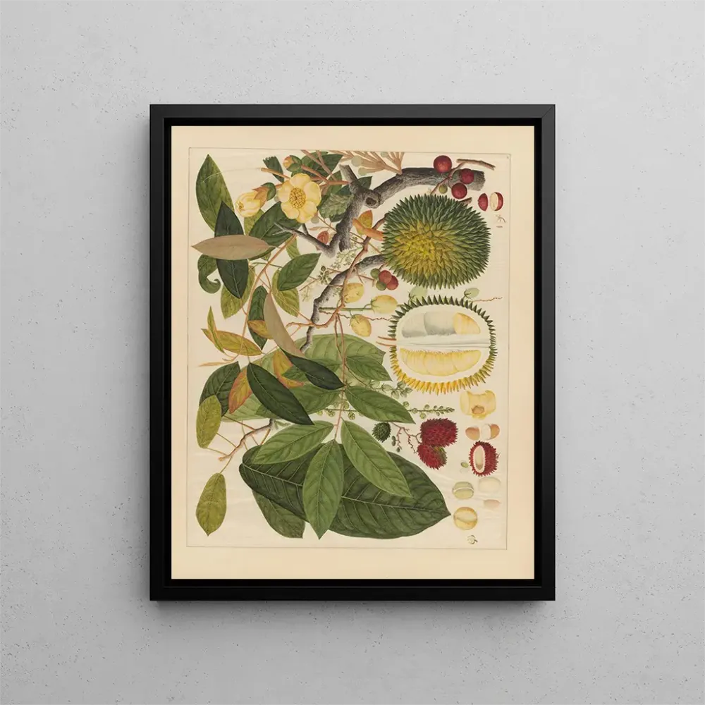 Maalaus Album d'aquarelles chinoises de fruits asiatiques Pl11 - Anonyymi | Taidetuloste