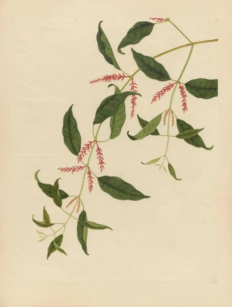 Maalaus Album d'aquarelles chinoises de fruits asiatiques Pl21 - Anonyymi | Taidetuloste
