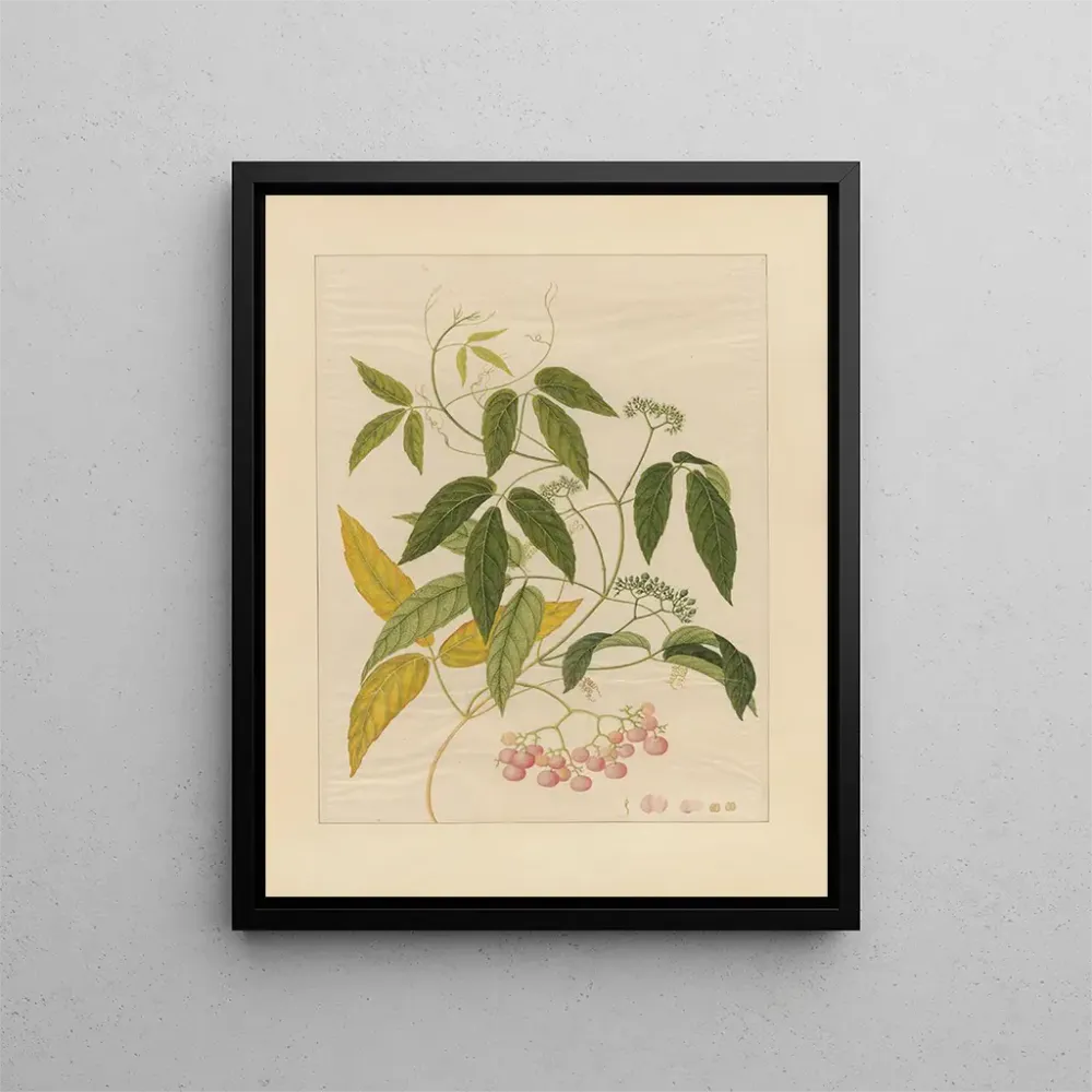 Maalaus Album d'aquarelles chinoises de fruits asiatiques Pl13 - Anonyymi | Taidetuloste