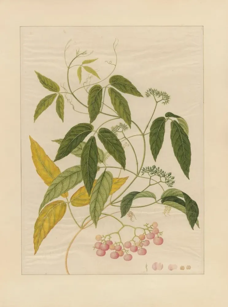 Maalaus Album d'aquarelles chinoises de fruits asiatiques Pl13 - Anonyymi | Taidetuloste
