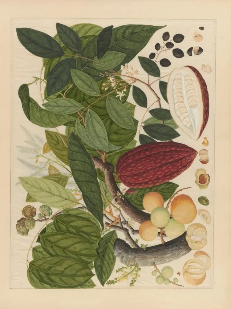 Maalaus Album d'aquarelles chinoises de fruits asiatiques Pl07 - Anonyymi | Taidetuloste