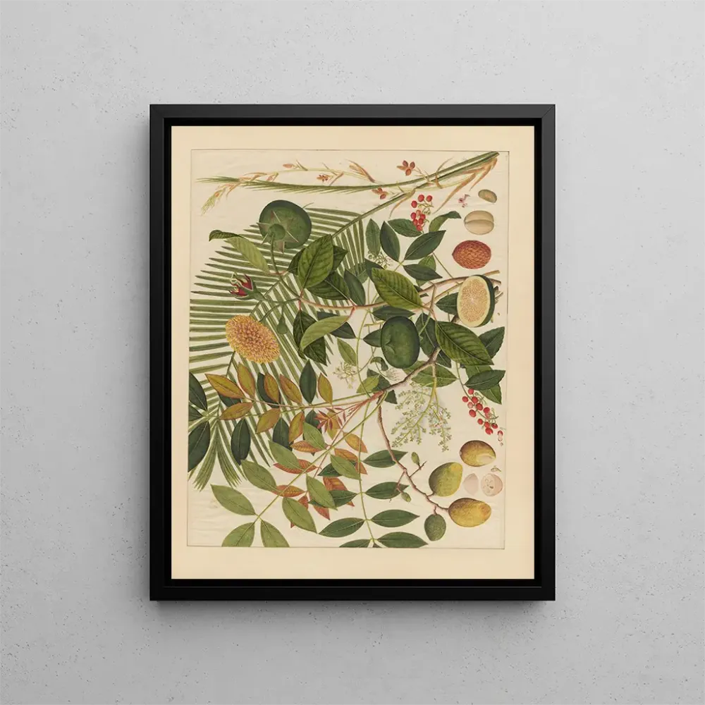 Maalaus Album d'aquarelles chinoises de fruits asiatiques Pl10 - Anonyme | Taidetuloste