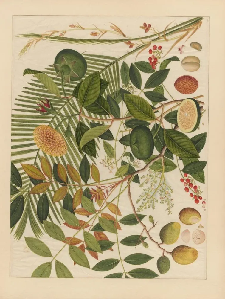 Maalaus Album d'aquarelles chinoises de fruits asiatiques Pl10 - Anonyme | Taidetuloste