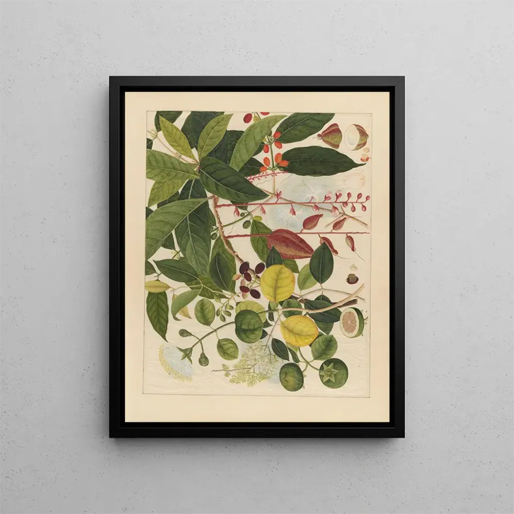 Maalaus Album d'aquarelles chinoises de fruits asiatiques Pl03 - Anonyymi | Taidetuloste