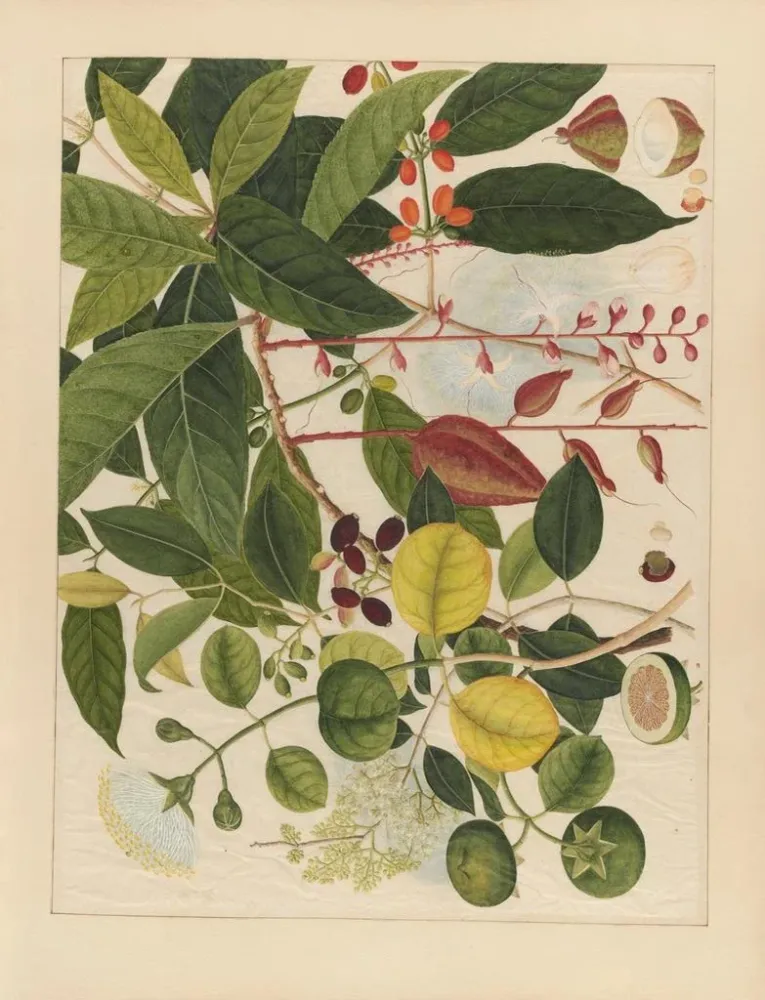 Maalaus Album d'aquarelles chinoises de fruits asiatiques Pl03 - Anonyymi | Taidetuloste