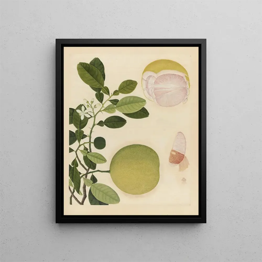 Maalaus Album d'aquarelles chinoises de fruits asiatiques Pl20 - Anonyymi | Taidetuloste