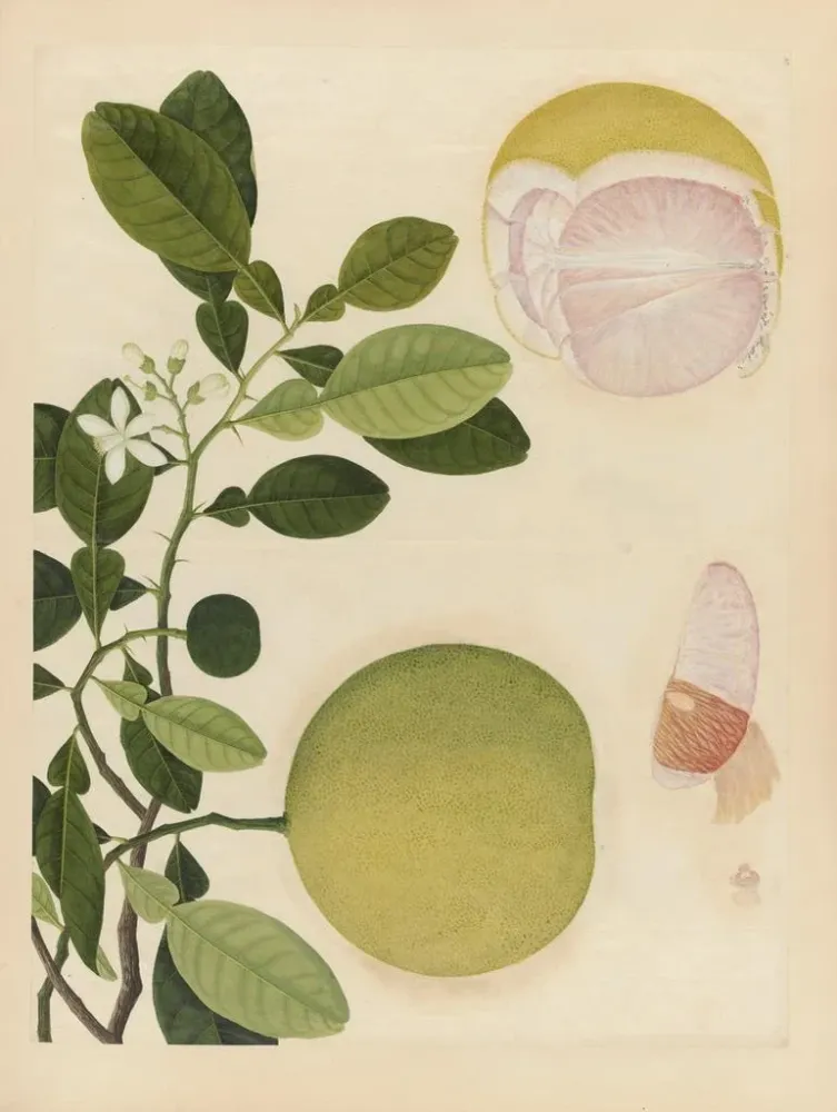 Maalaus Album d'aquarelles chinoises de fruits asiatiques Pl20 - Anonyymi | Taidetuloste