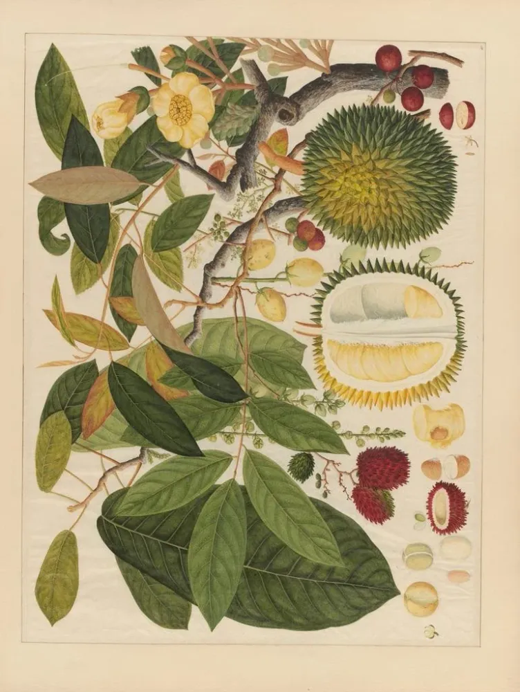 Maalaus Album d'aquarelles chinoises de fruits asiatiques Pl11 - Anonyymi | Taidetuloste