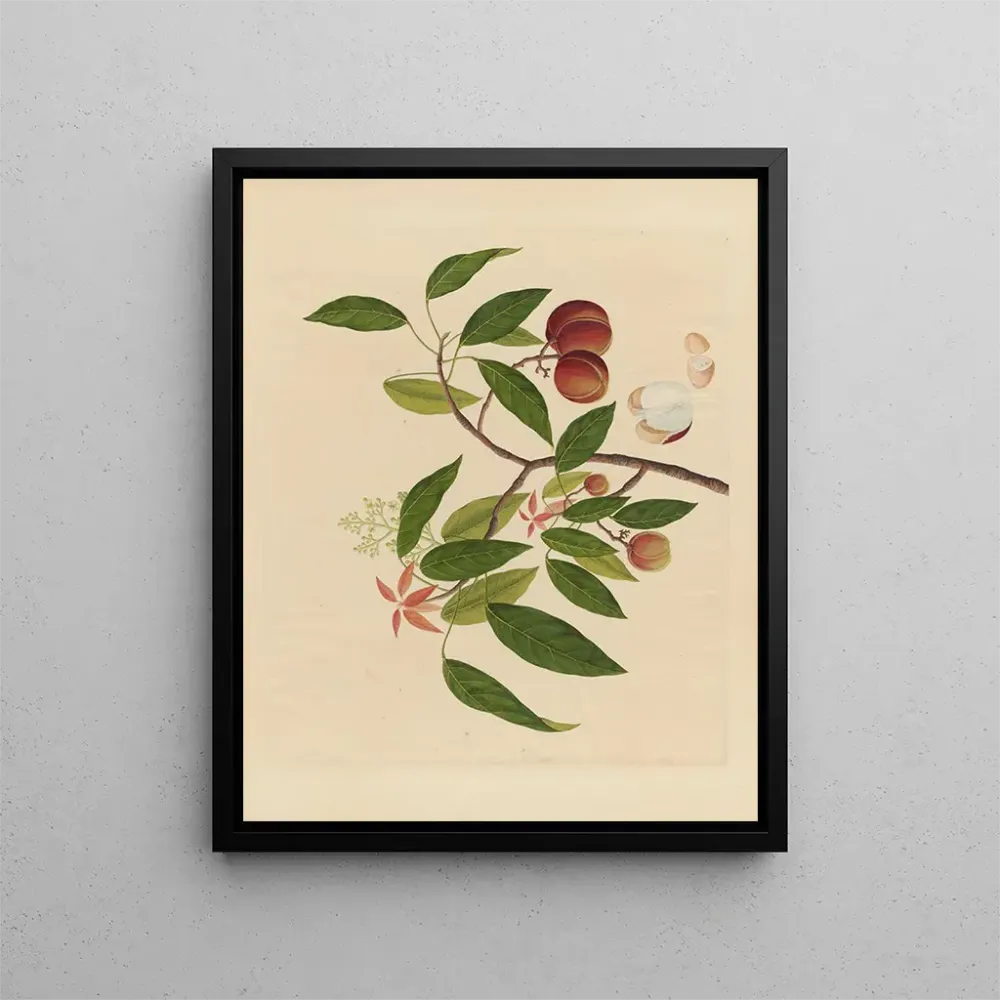 Maalaus Album d'aquarelles chinoises de fruits asiatiques Pl18 - Anonyme | Taidetuloste