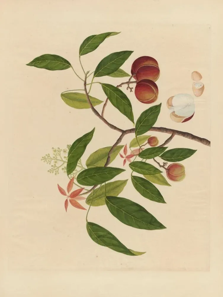 Maalaus Album d'aquarelles chinoises de fruits asiatiques Pl18 - Anonyme | Taidetuloste