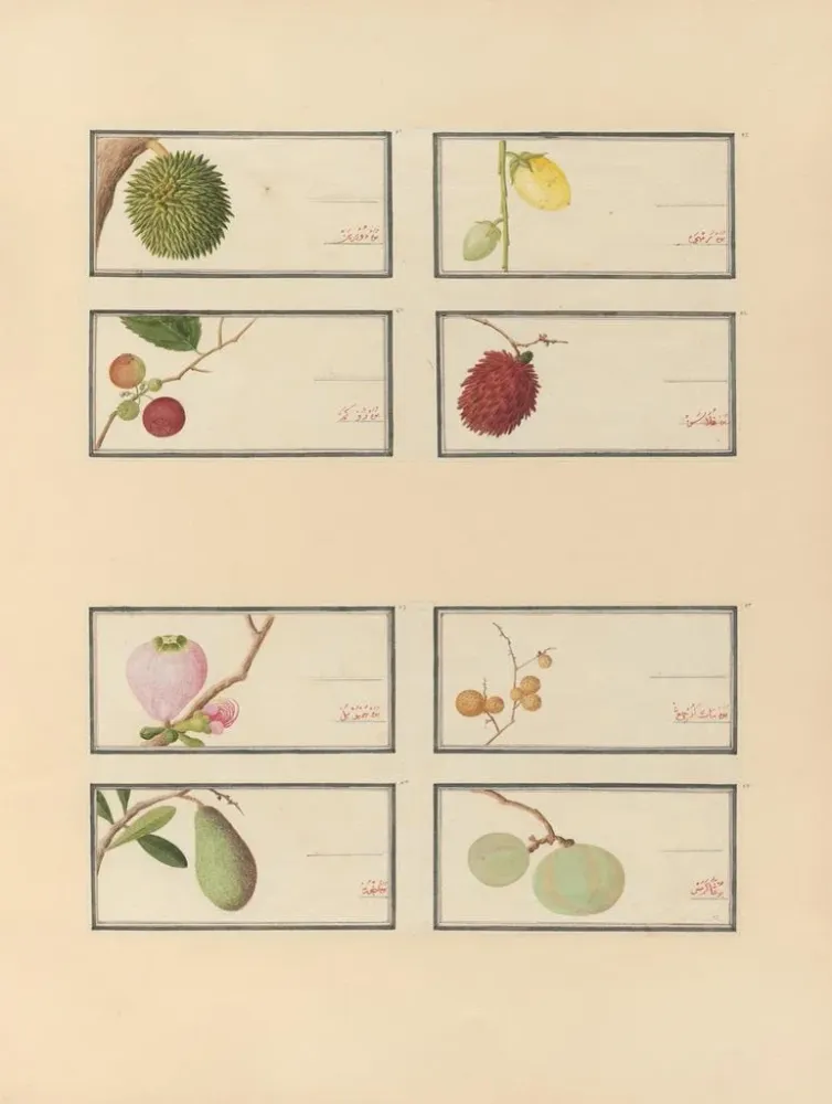 Maalaus Album d'aquarelles chinoises de fruits asiatiques Pl28 - Anonyme | Taidetuloste