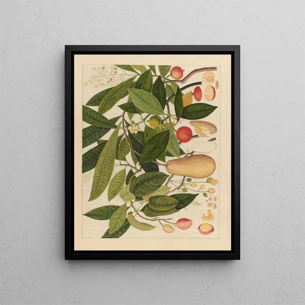 Maalaus Album d'aquarelles chinoises de fruits asiatiques Pl05 - Anonyme | Taidetuloste