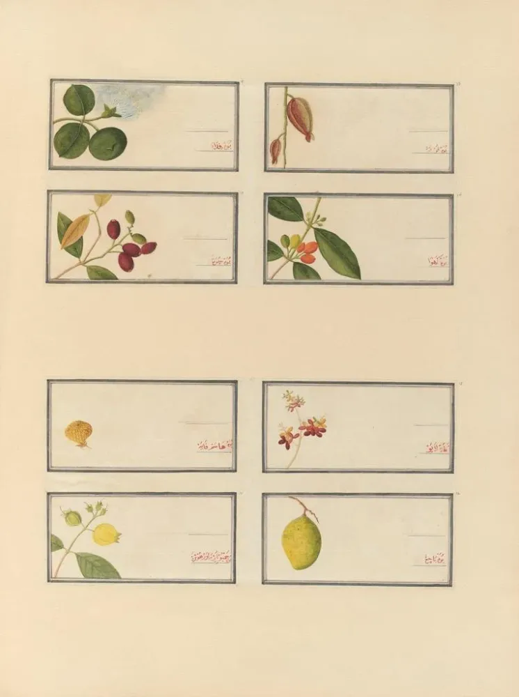 Maalaus Album d'aquarelles chinoises de fruits asiatiques Pl24 - Anonyymi | Taidetuloste