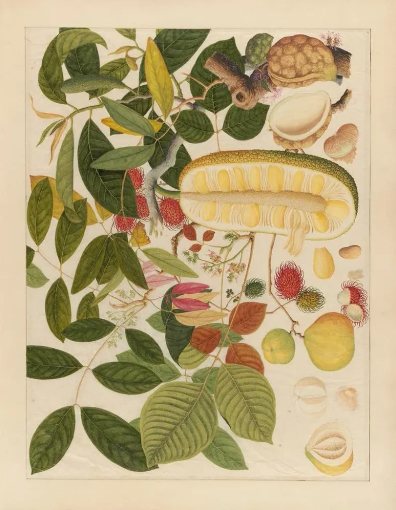 Maalaus Album d'aquarelles chinoises de fruits asiatiques Pl01 - Anonyymi | Taidetuloste