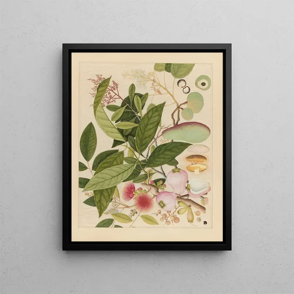 Maalaus Album d'aquarelles chinoises de fruits asiatiques Pl12 - Anonyymi | Taidetuloste