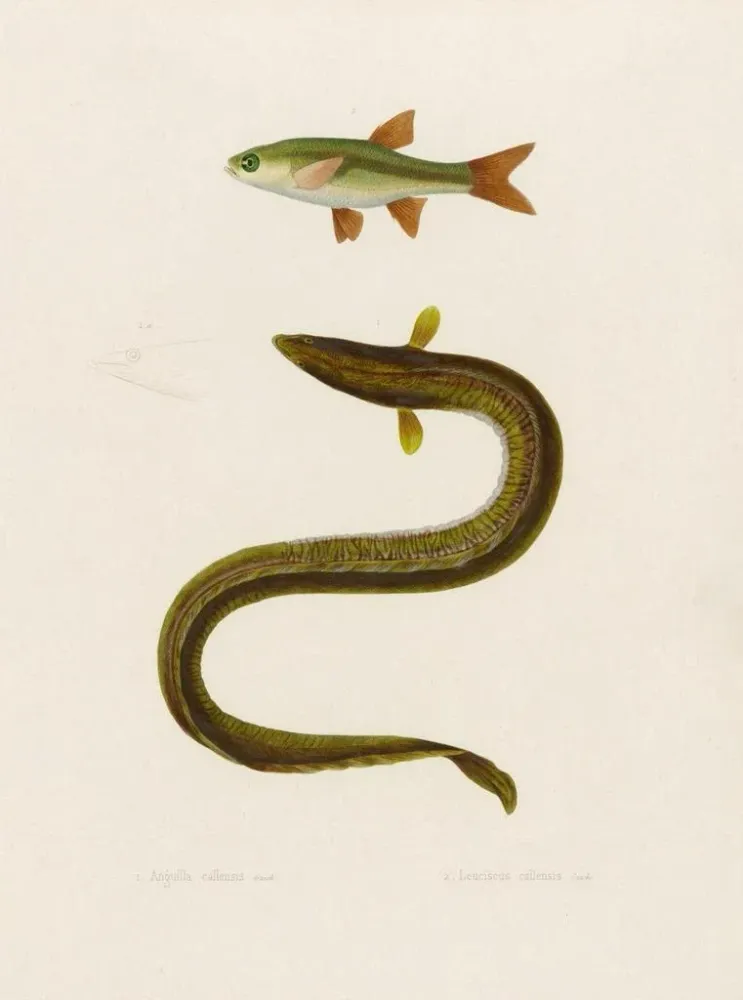Maalaus Anguilla Callensis Leuciscus Callensis - Arthus Bertrand | Taidetuloste