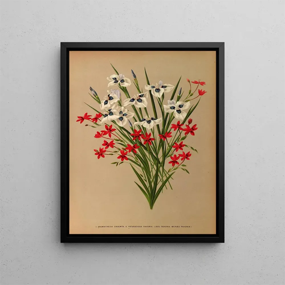 Maalaus Anomatheca Cruenta, Vieusseuxia Pavonia, Iris Pavonia, Morea Pavonia - Arentina Hendrica Arendsen | Taidetuloste