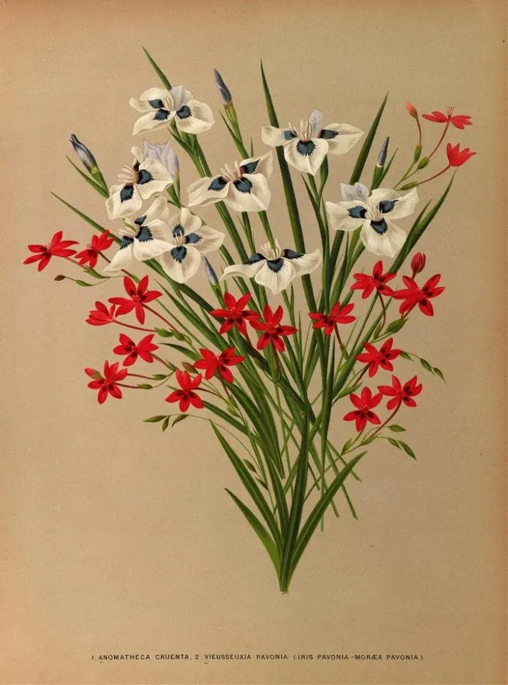 Maalaus Anomatheca Cruenta, Vieusseuxia Pavonia, Iris Pavonia, Morea Pavonia - Arentina Hendrica Arendsen | Taidetuloste