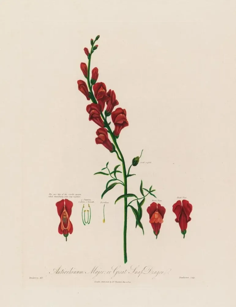 Maalaus Antirrhinum majus ou grande gueule de loup - Robert John Thornton | Taidetuloste