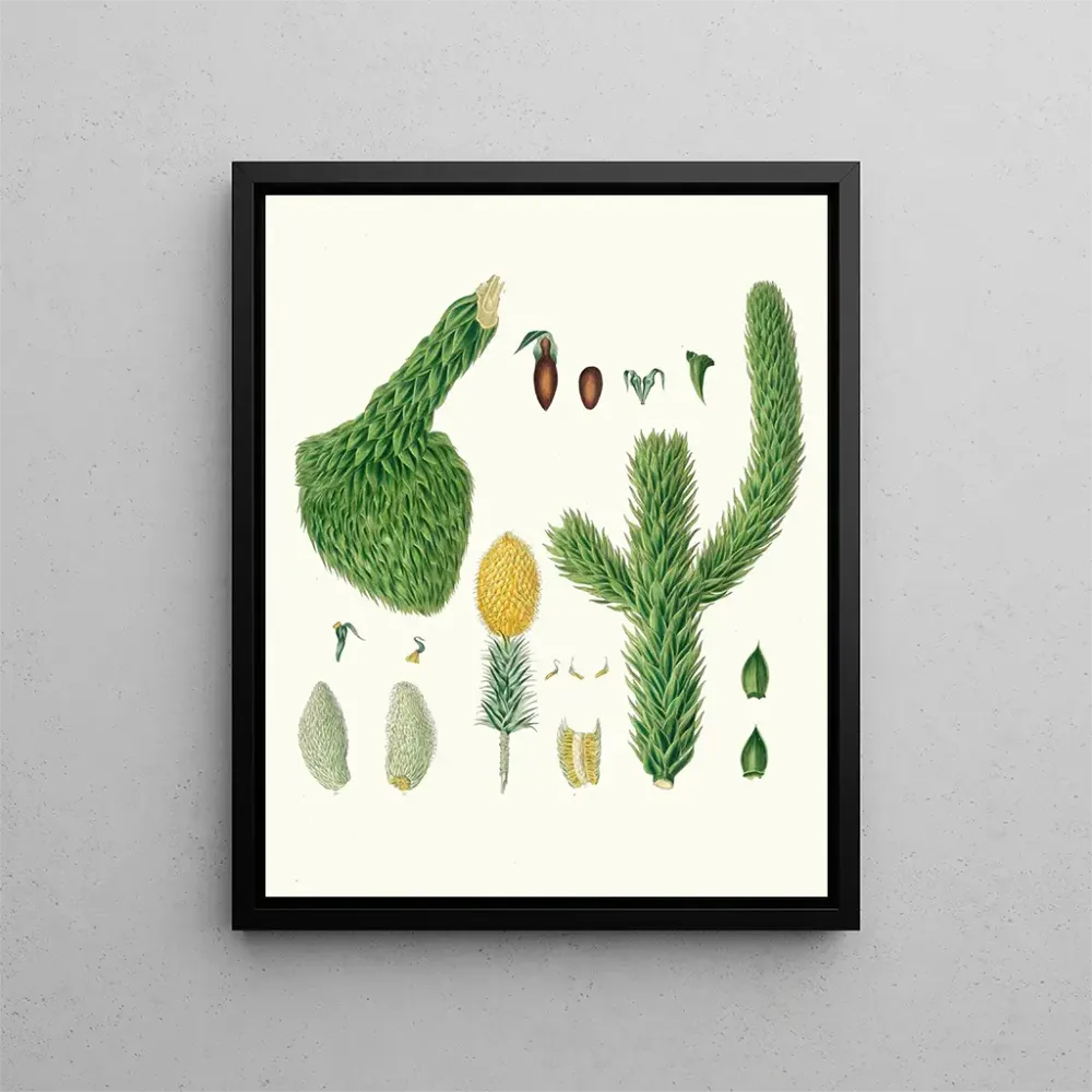 Maalaus Araucaria imbricata, Chili-pino - Aylmer Bourke Lambert | Taidetuloste