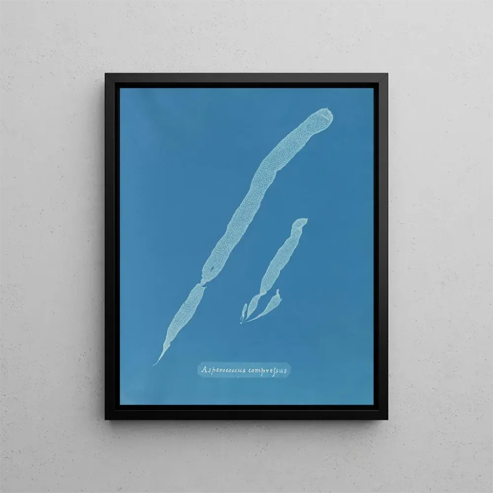 Maalaus Asperococcus comprimé - Anna Atkins | Taidetuloste