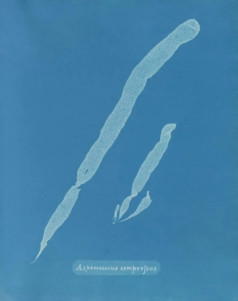 Maalaus Asperococcus comprimé - Anna Atkins | Taidetuloste