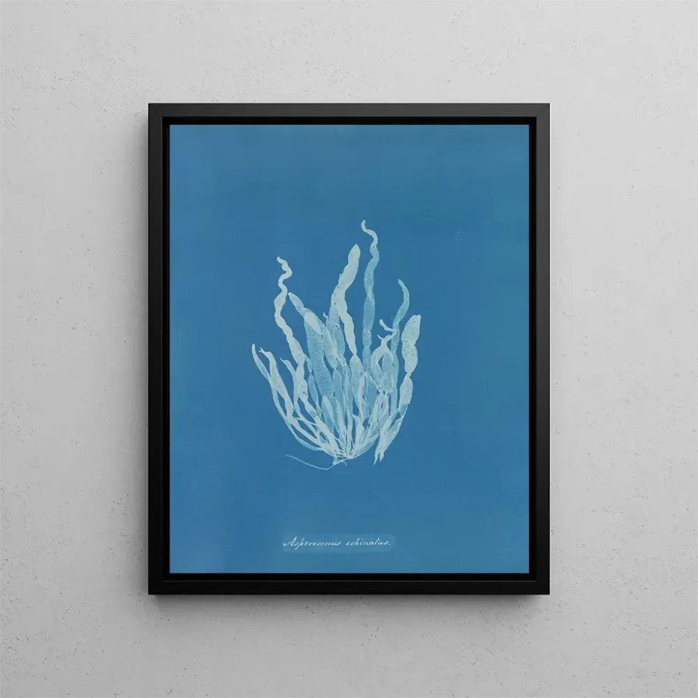 Maalaus Asperococcus echinatus - Anna Atkins | Taidetuloste
