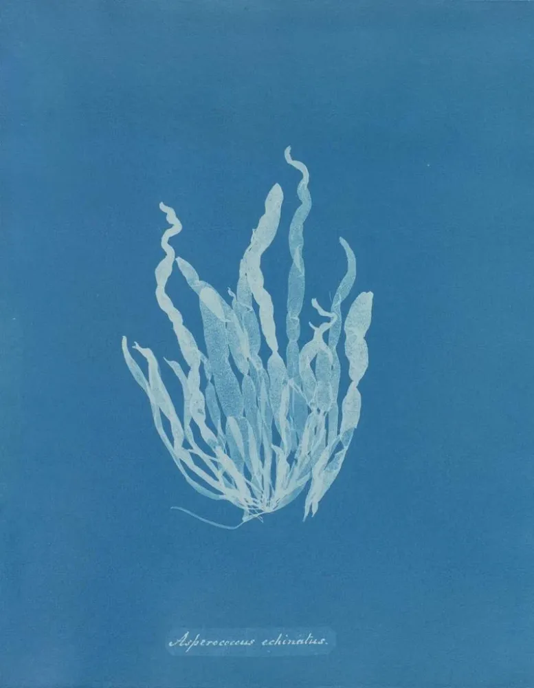Maalaus Asperococcus echinatus - Anna Atkins | Taidetuloste