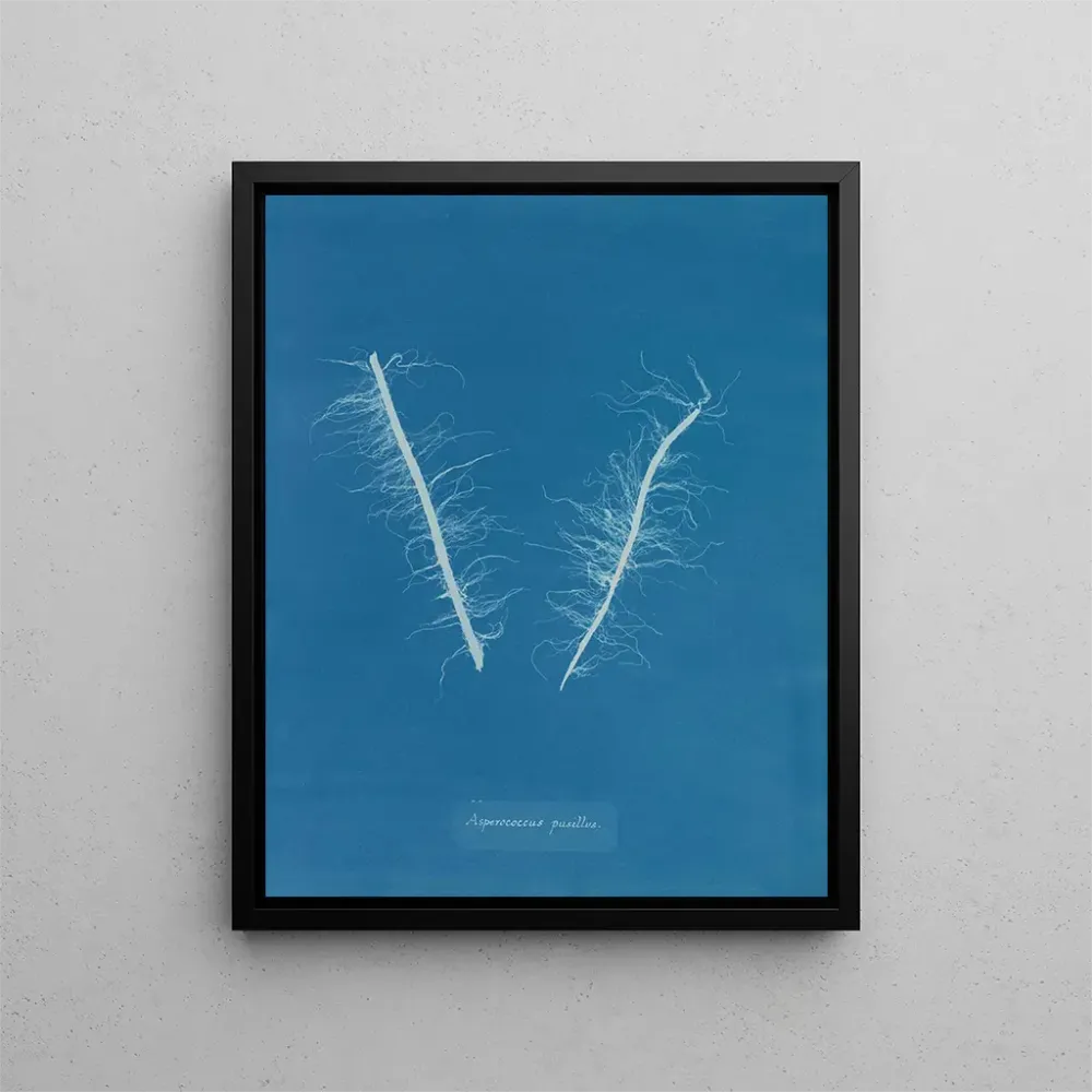 Maalaus Asperococcus minor - Anna Atkins | Taidetuloste