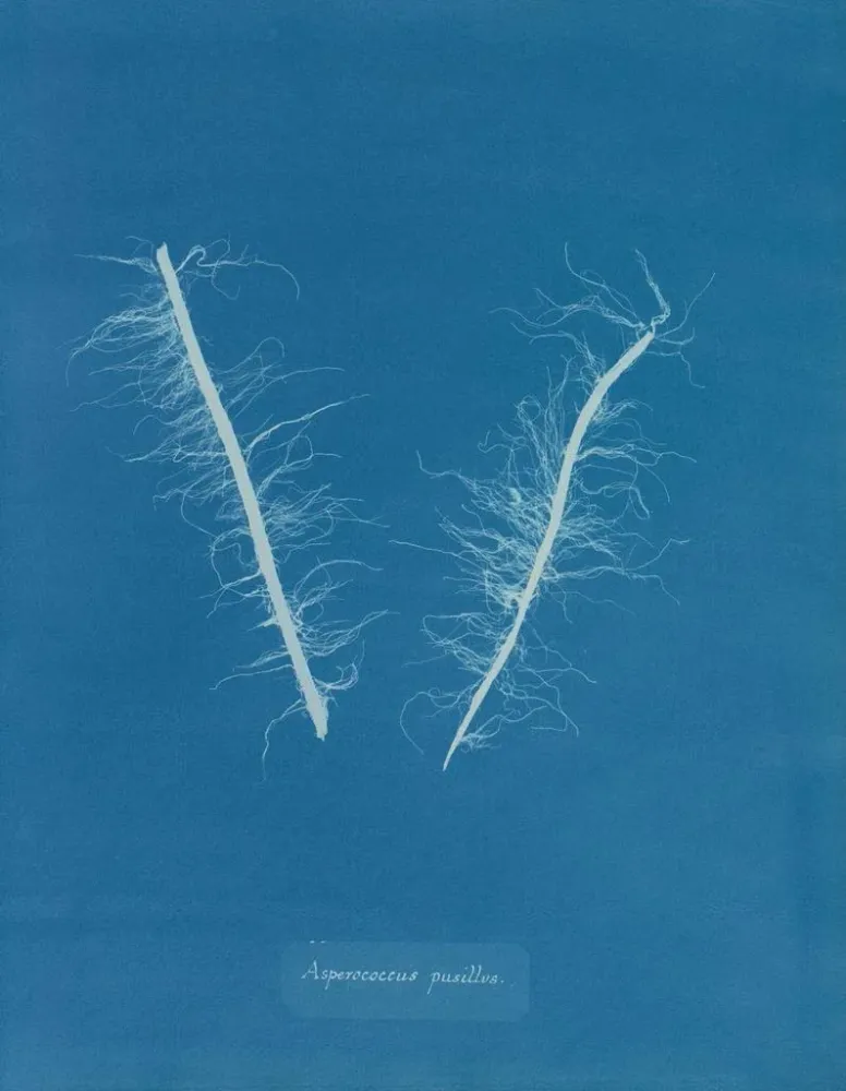 Maalaus Asperococcus minor - Anna Atkins | Taidetuloste