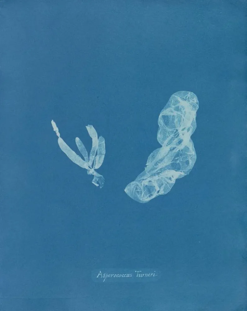 Maalaus Asperococcus turneri - Anna Atkins | Taidetuloste