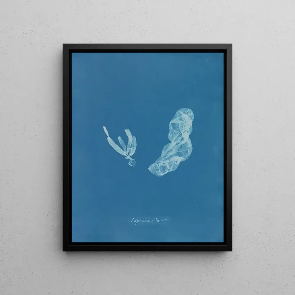 Maalaus Asperococcus turneri - Anna Atkins | Taidetuloste
