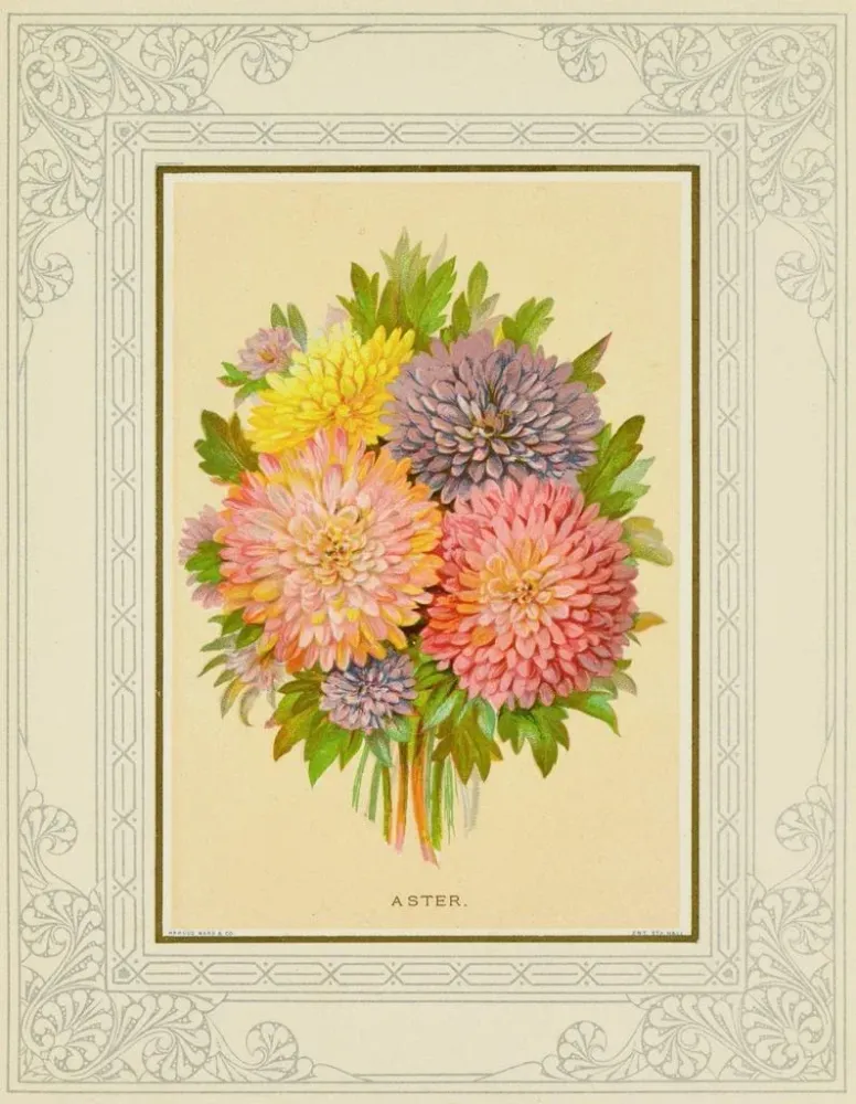 Maalaus Aster - Marcus Ward & Co. | Taidetuloste